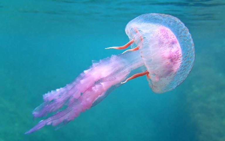 Picaduras de medusas