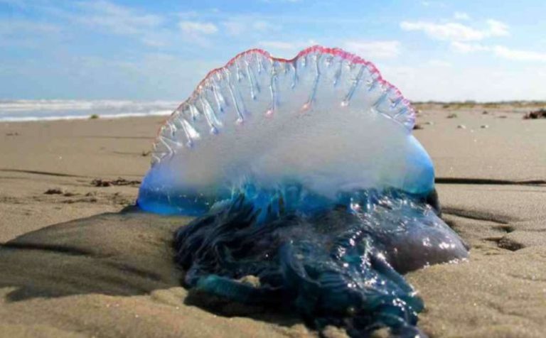 La medusa carabela portuguesa