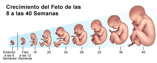 el-crecimiento-infantil-pediatria-salud